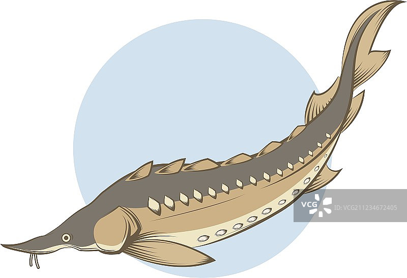 棕色条纹鲟鱼图片素材