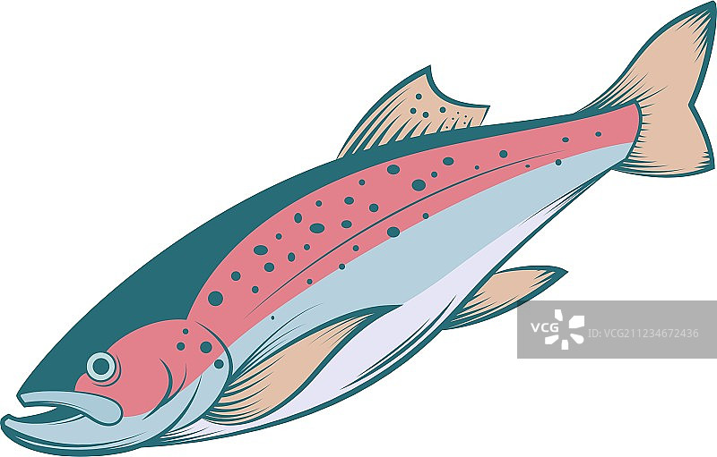 彩色线纹鳟鱼图片素材