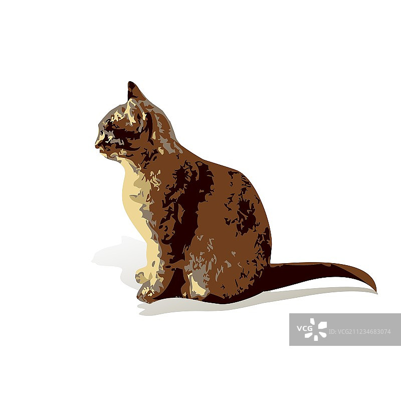 白色背景下的棕色家猫图片素材