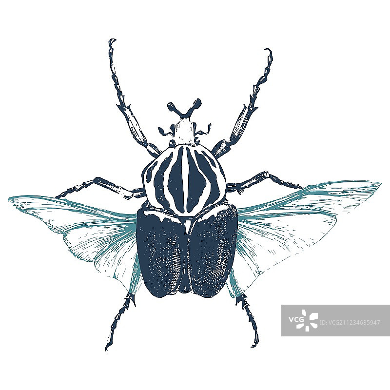 手绘歌利亚甲虫图片素材