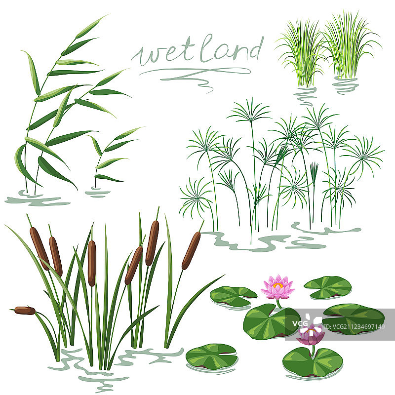 湿地植物色彩图片素材