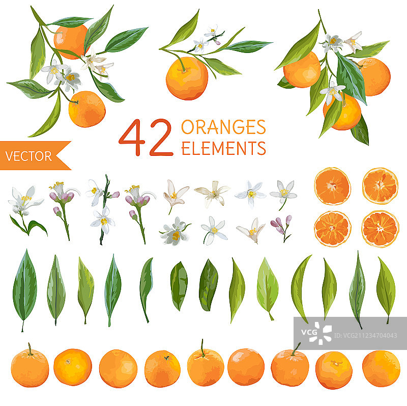 橙子花叶柠檬花束图片素材