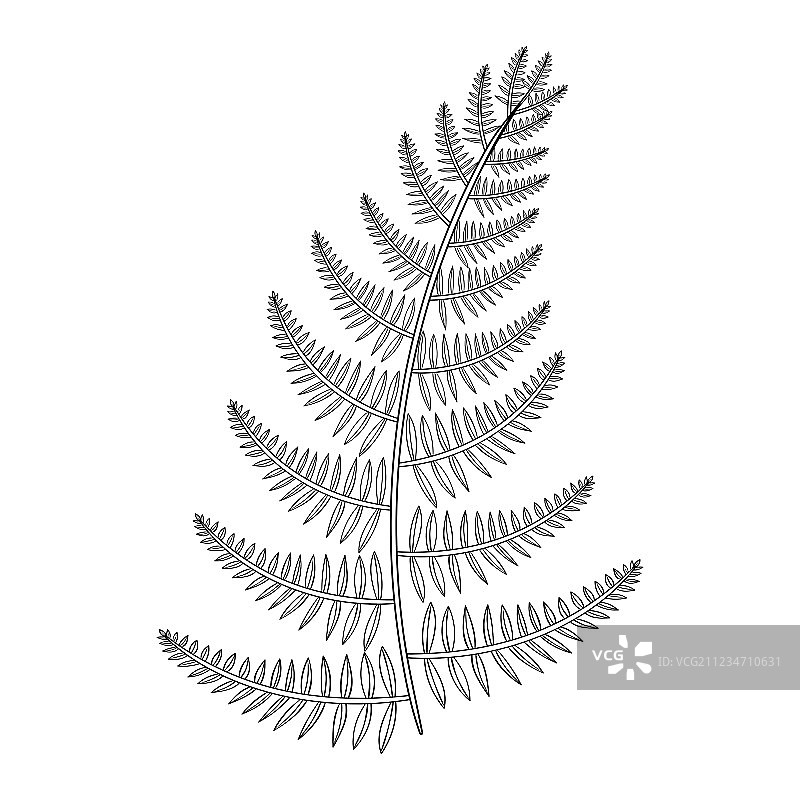 Zentangle风格男性蕨类植物纹身图案图片素材