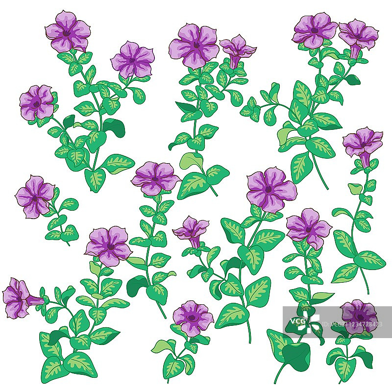 矮牵牛花套装图片素材