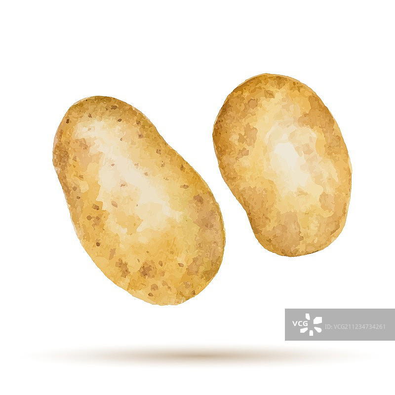 水彩手绘土豆图片素材