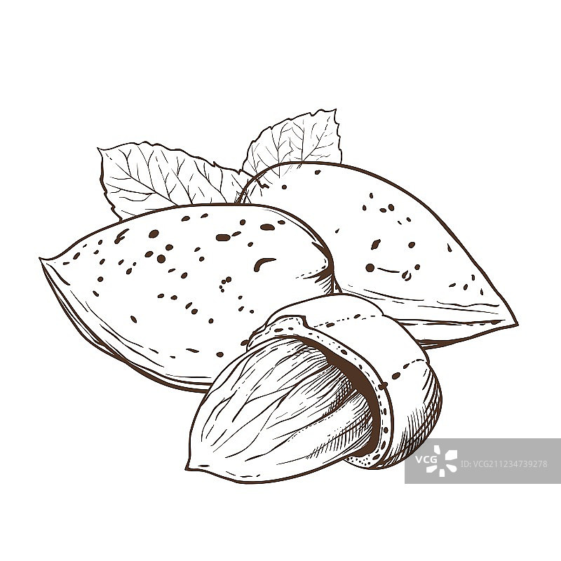 白色背景上的杏仁图片素材