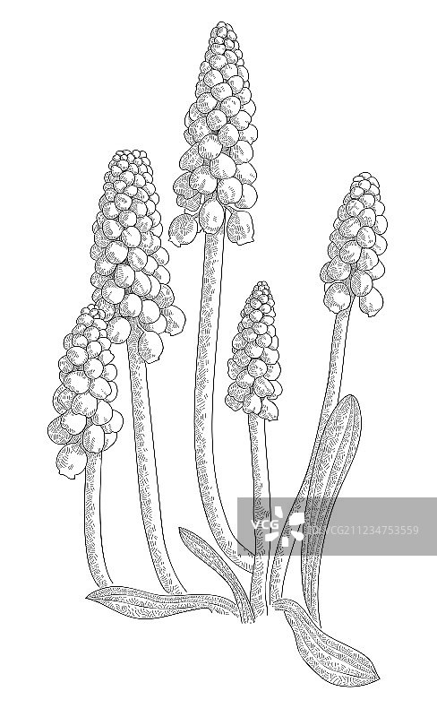 葡萄风信子图片素材