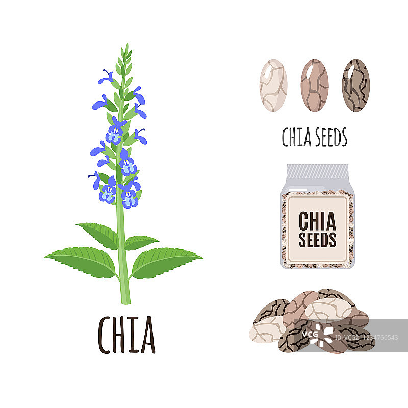 扁平风格超级食品奇亚籽图片素材