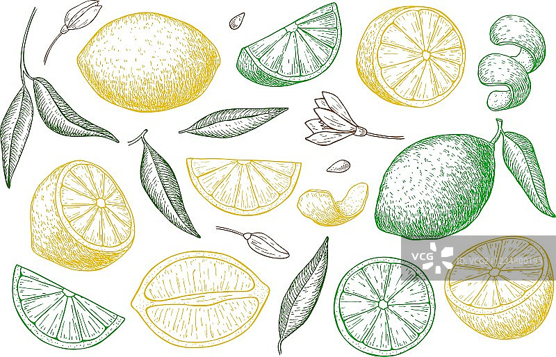 手绘青柠或柠檬套装图片素材