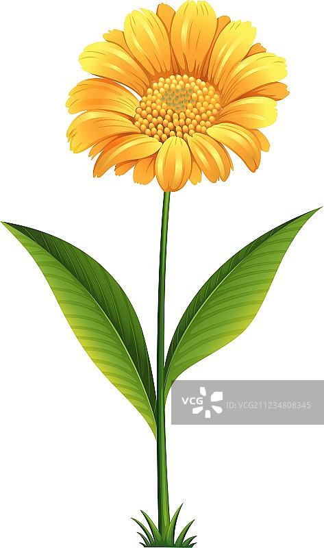 开花的植物图片素材