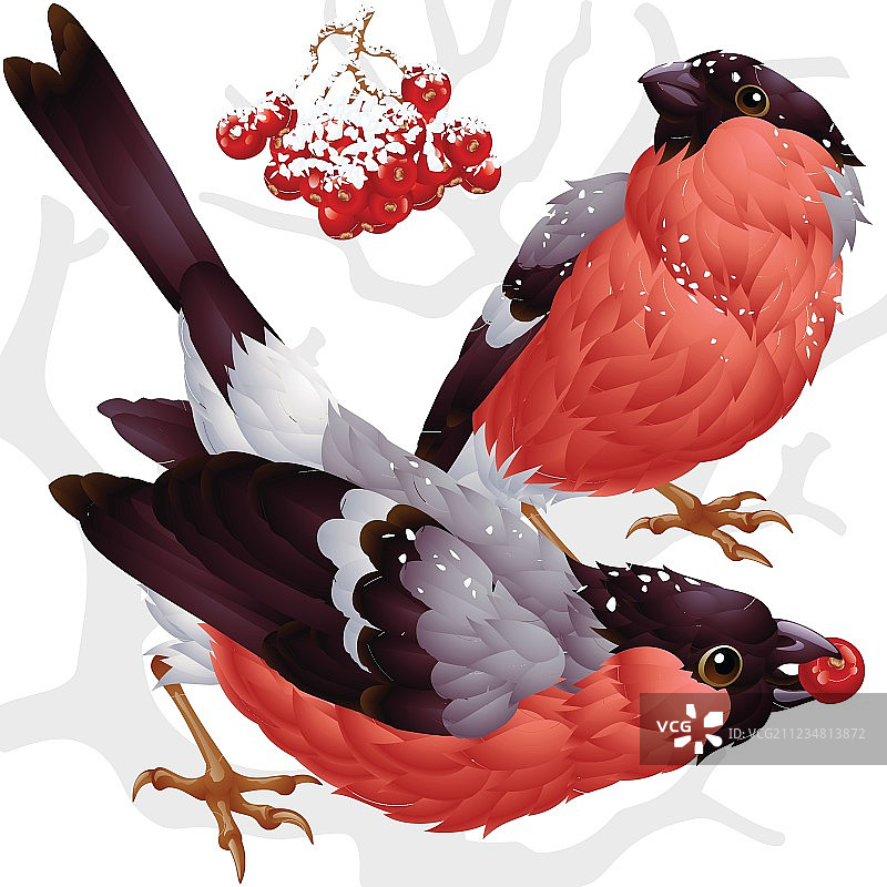 红腹灰雀和白蜡树莓图片素材