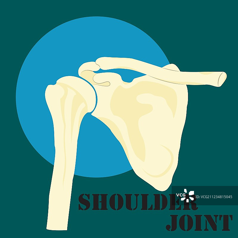 人的肩关节图片素材