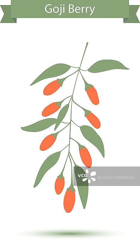 枝条上的枸杞图片素材
