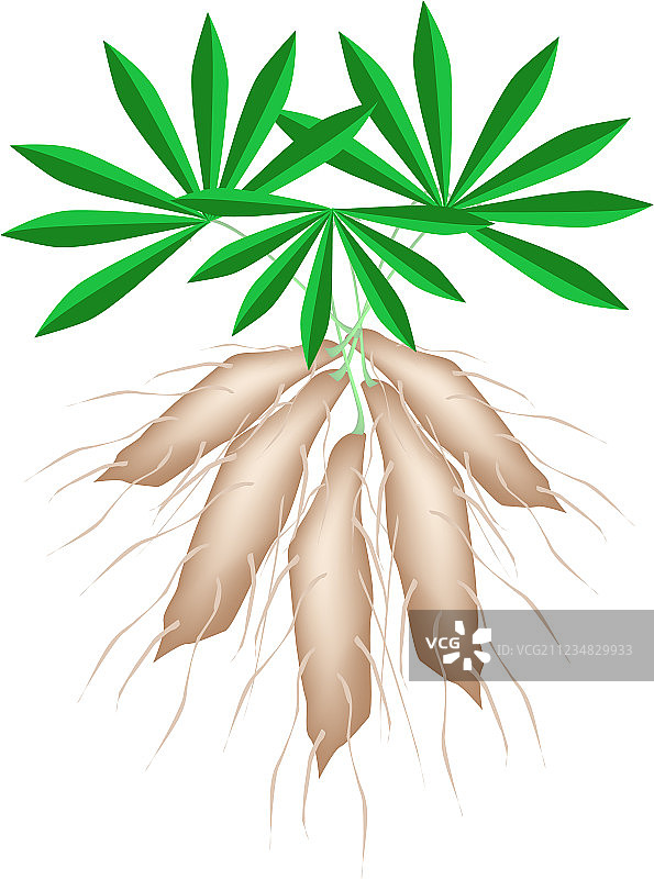 白色背景上的新鲜木薯植物图片素材