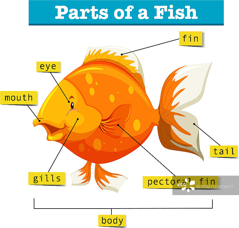 鱼的身体结构图图片素材