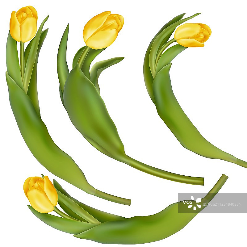 黄色郁金香花束EPS 10图片素材