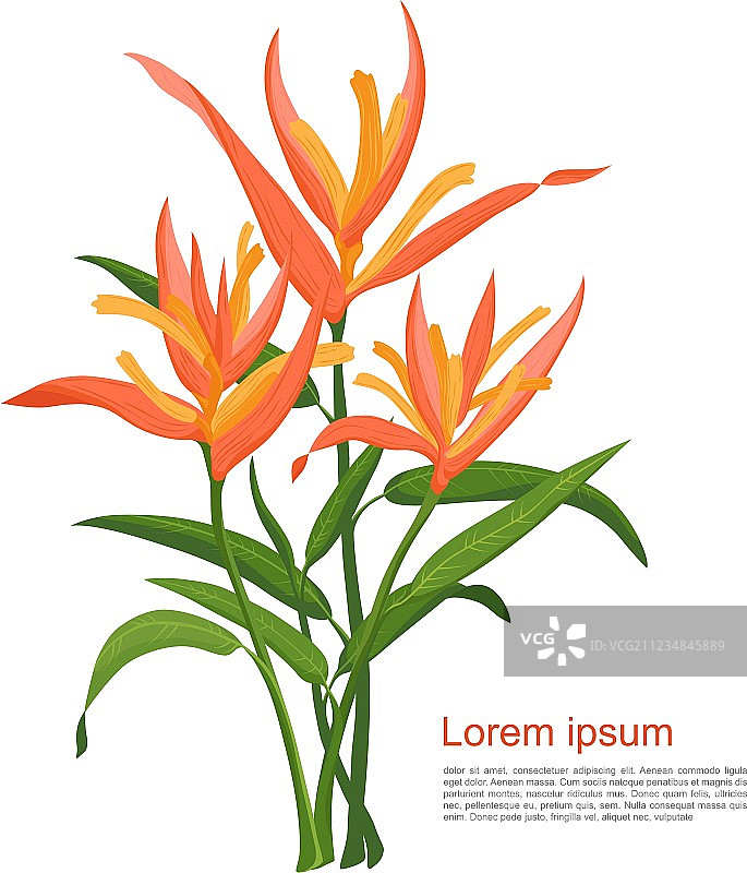 橙色天堂鸟图片素材