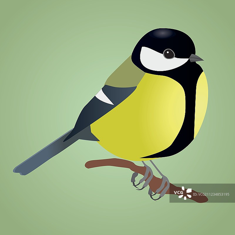 黑色山雀图片素材