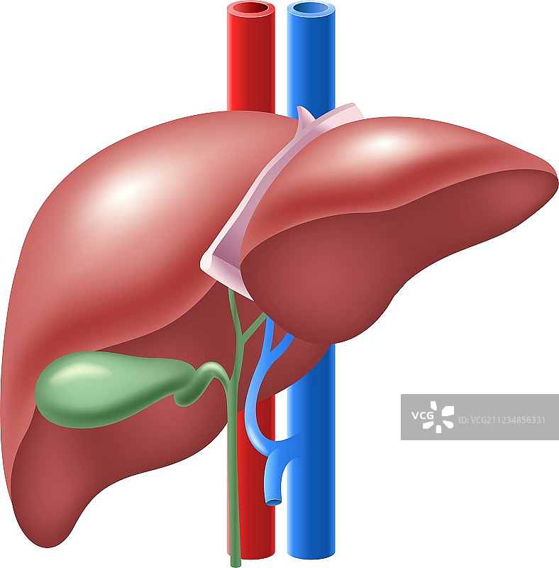 人类肝脏和胆囊卡通图片素材