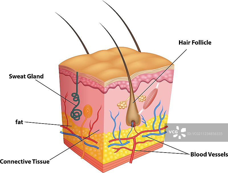 卡通皮肤层和毛孔解剖图图片素材