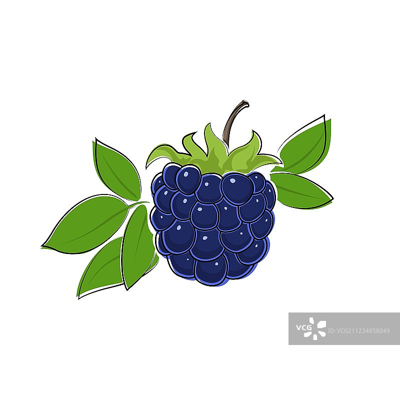 白色背景下的黑莓图片素材