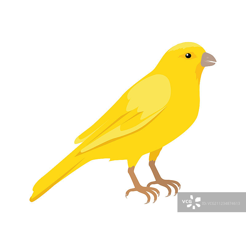 加那利扁平化设计图片素材