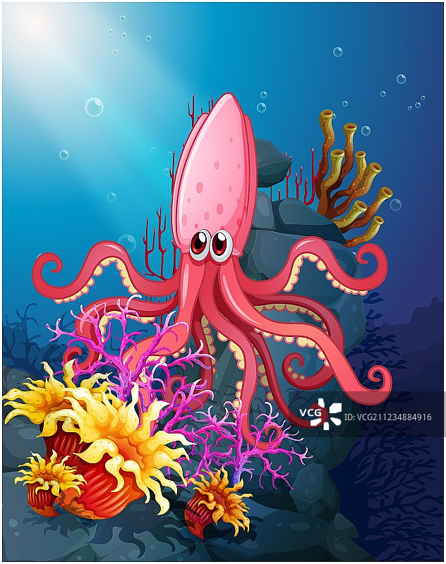 珊瑚海下的大鱿鱼图片素材