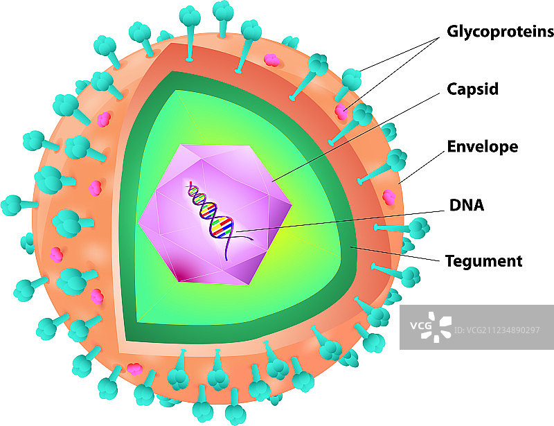 疱疹病毒结构图片素材