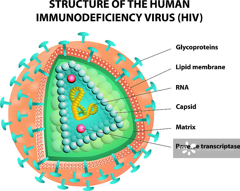 艾滋病病毒图片素材