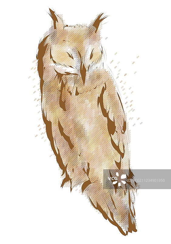 长耳猫头鹰图片素材