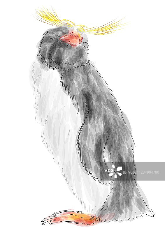 长冠企鹅图片素材