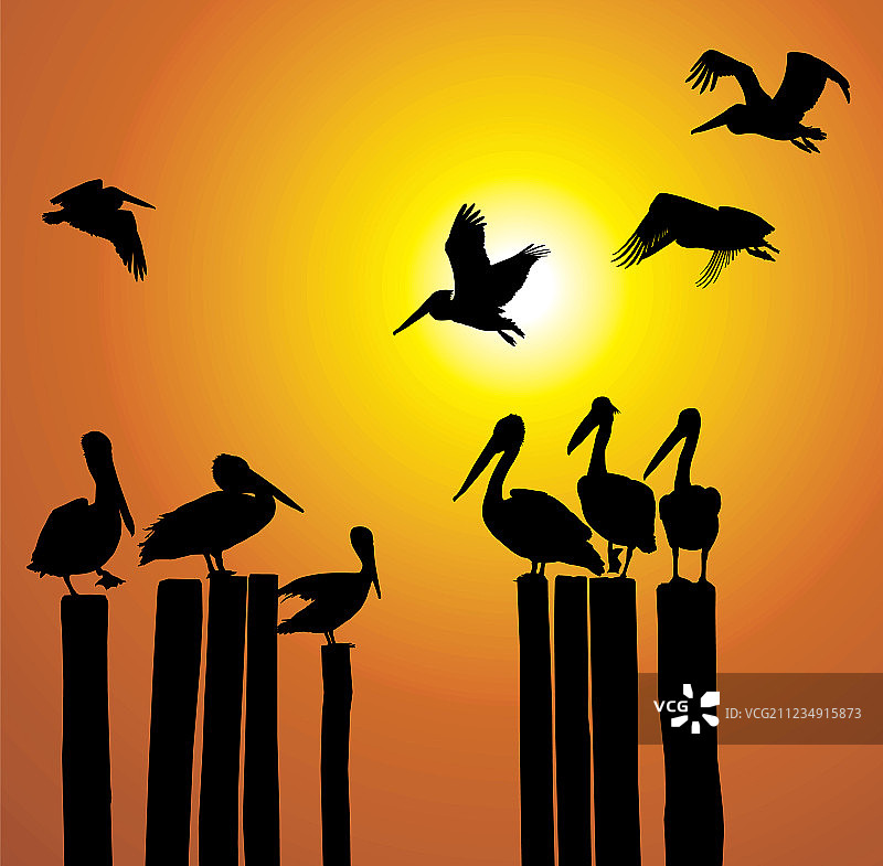鹈鹕与日落剪影图片素材