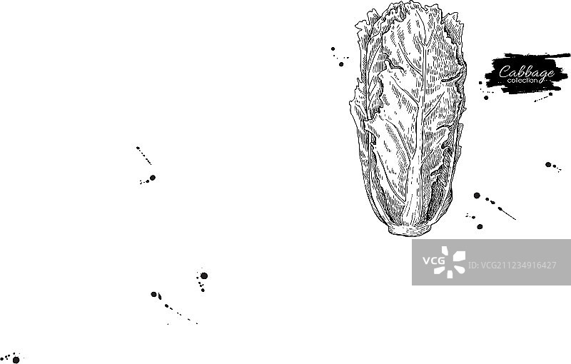 手绘大白菜图片素材