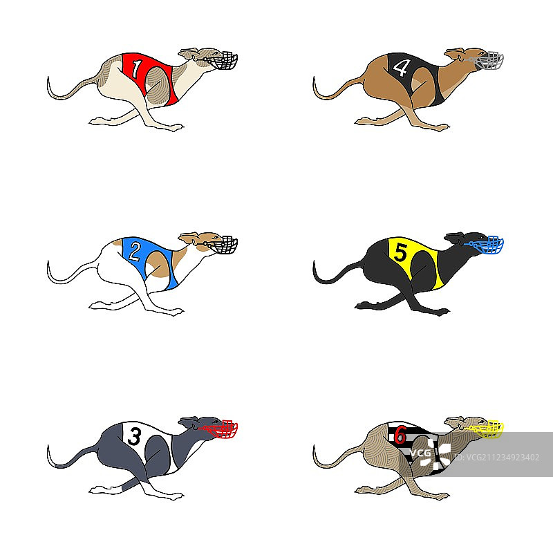 惠比特犬奔跑图合集图片素材