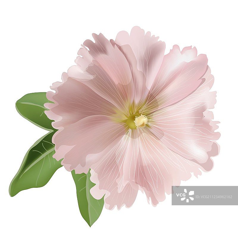 粉色锦葵花图片素材