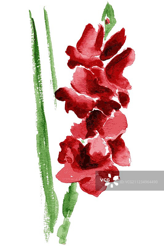 水彩剑兰花图片素材