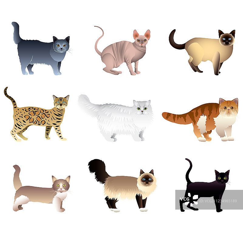 猫咪合集图片素材