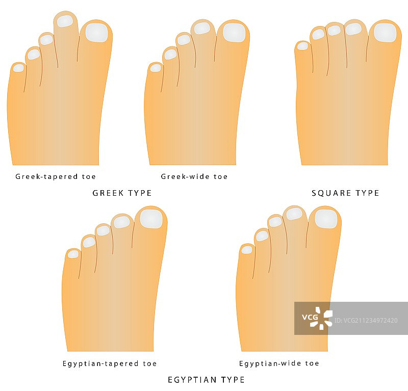 脚趾形状图片素材