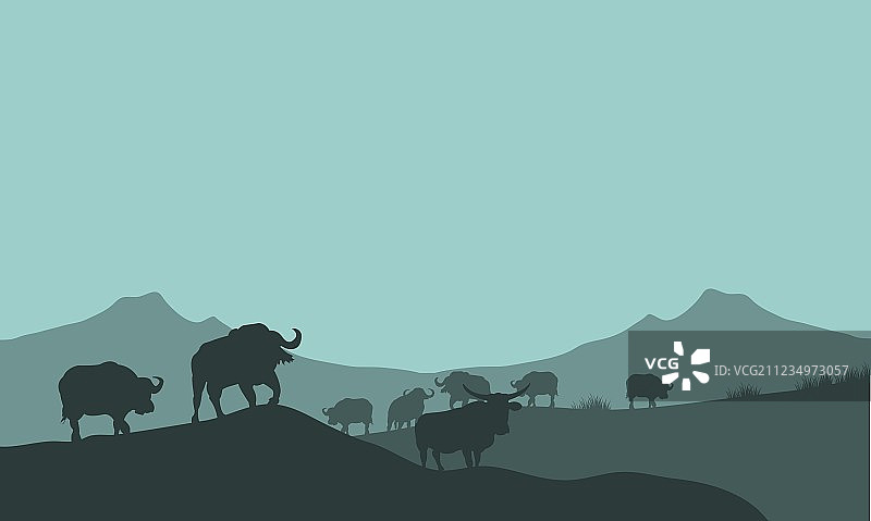 丘陵风景中的美洲野牛轮廓图片素材