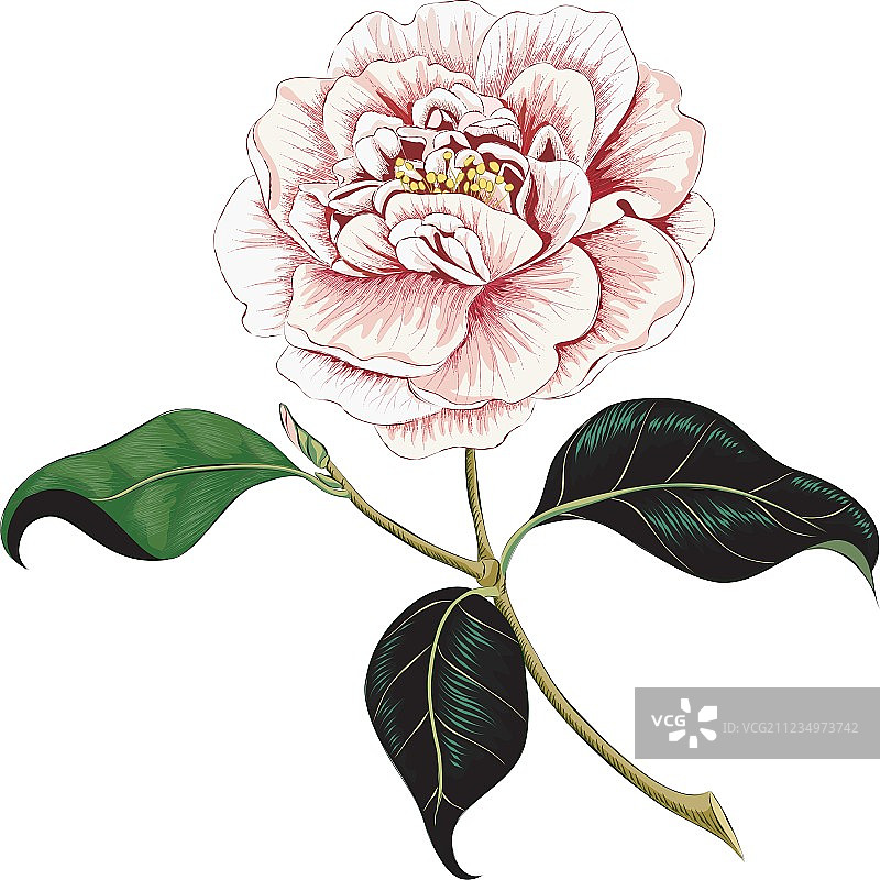 山茶花图片素材