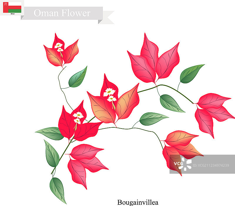 阿曼本土三角梅图片素材