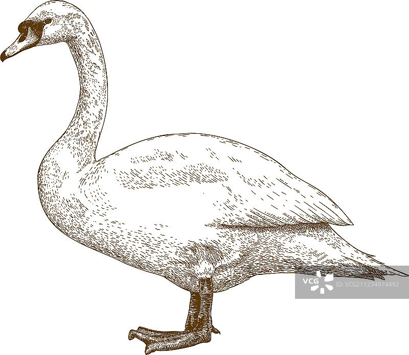天鹅蚀刻画图片素材
