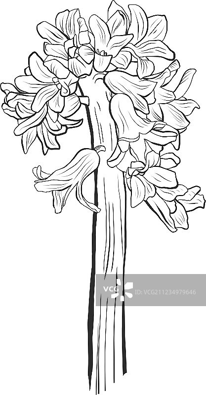 风信子花在茎上图片素材