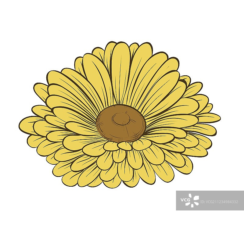 白色背景上的独立雏菊花图片素材