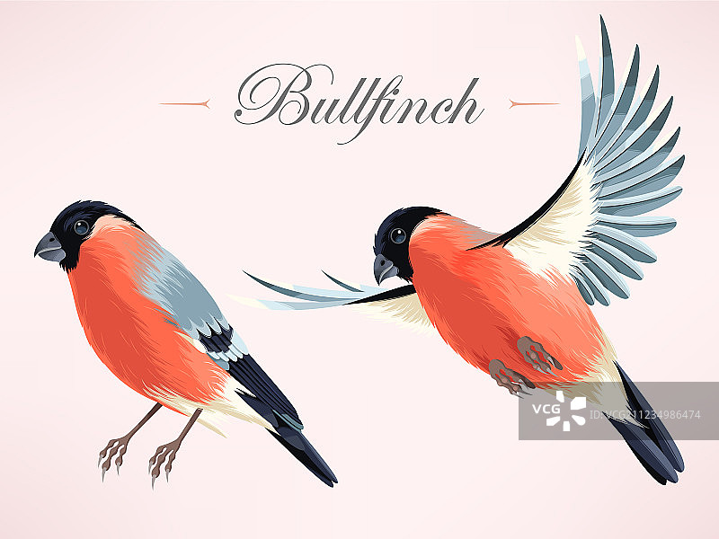 红腹灰雀图片素材