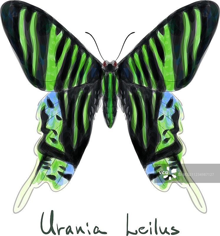 绿带燕蛾图片素材