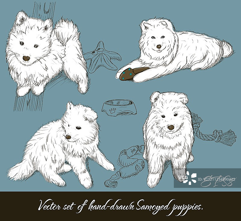 复古萨摩耶幼犬合集图片素材