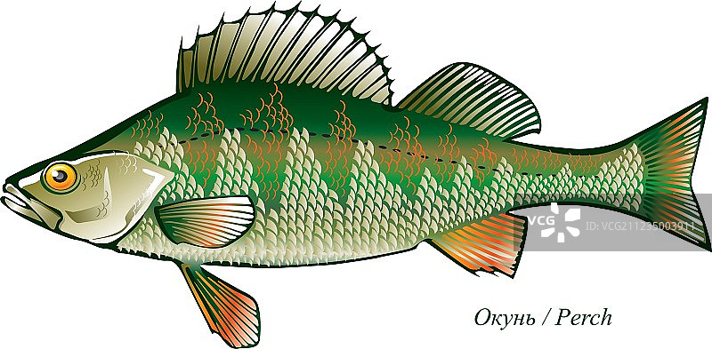 河鲈鱼矢量图图片素材