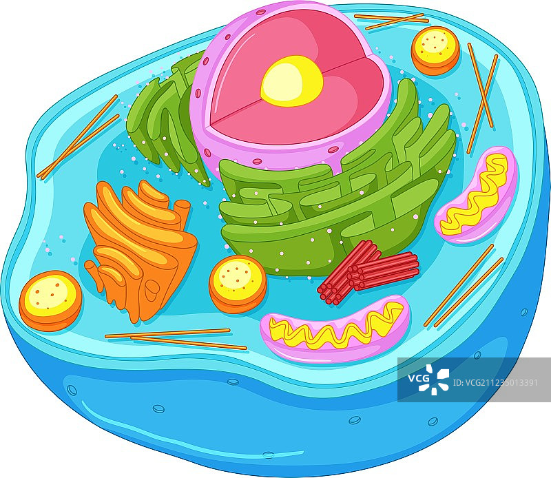 动物细胞的特写图图片素材