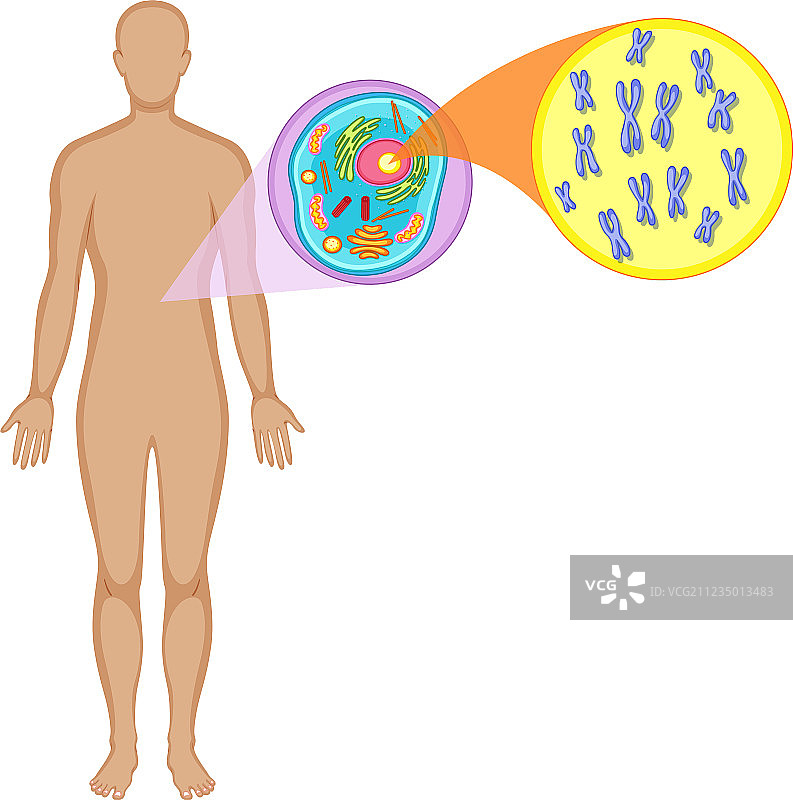 人体与动物细胞图片素材
